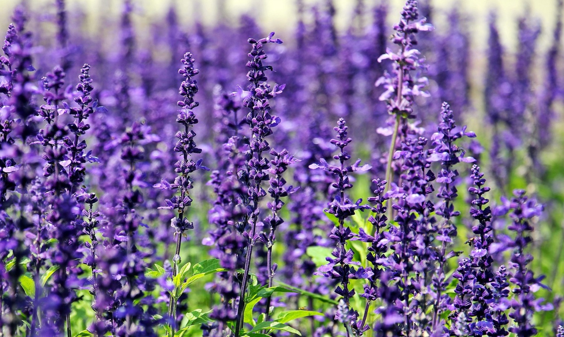lavender-1507499_1280.jpg