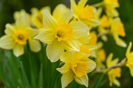 wild-daffodils-7106921_1280.jpg