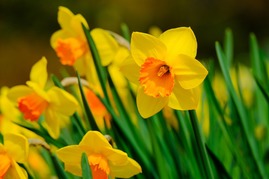 daffodils-4918917_1280.jpg