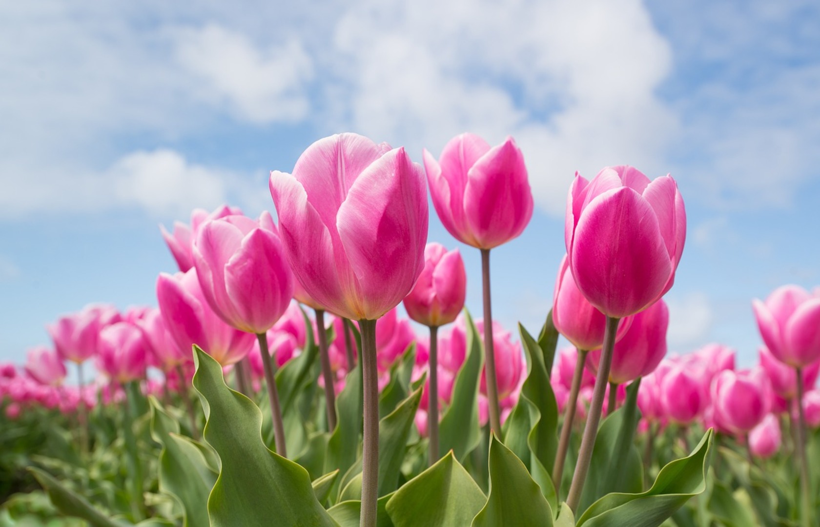 tulips-2254970_1280 (1).jpg
